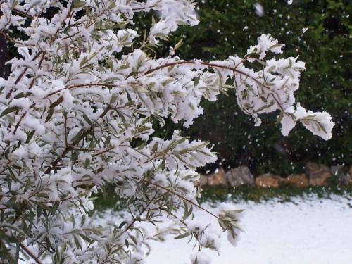 Snow-clad Olive tree
