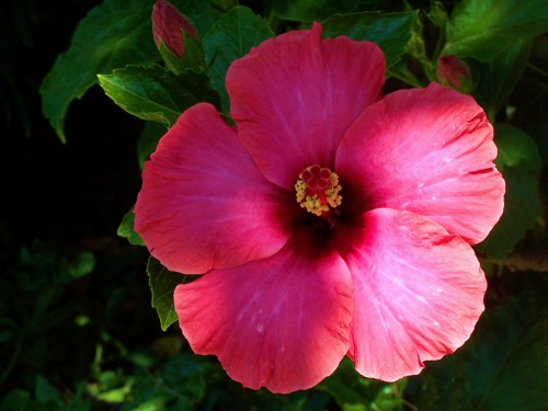 Hibiscus on Easter Holidays