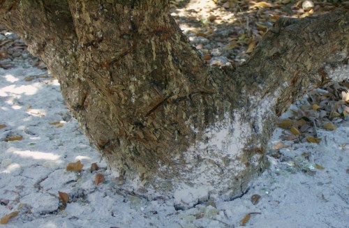 Mastic tree